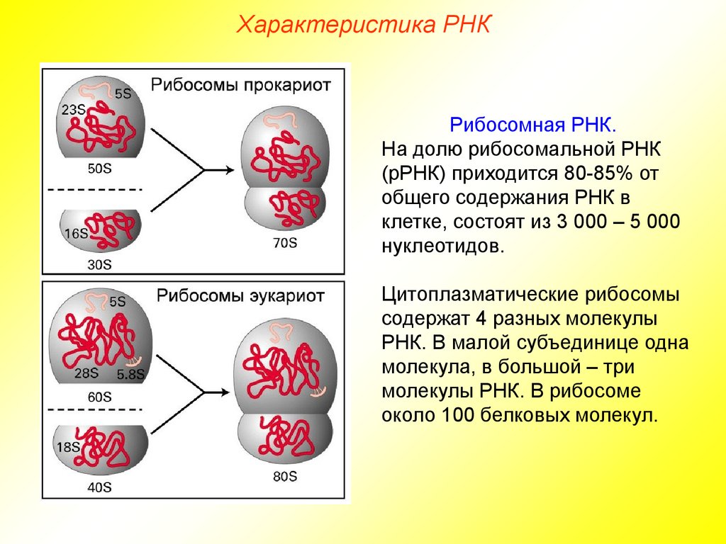 Рибосомы содержат рнк. Характеристика рибосомальной РНК. Рибосомная РНК характеристика. Строение рибосомы РНК. Рибосомальная РНК структура.