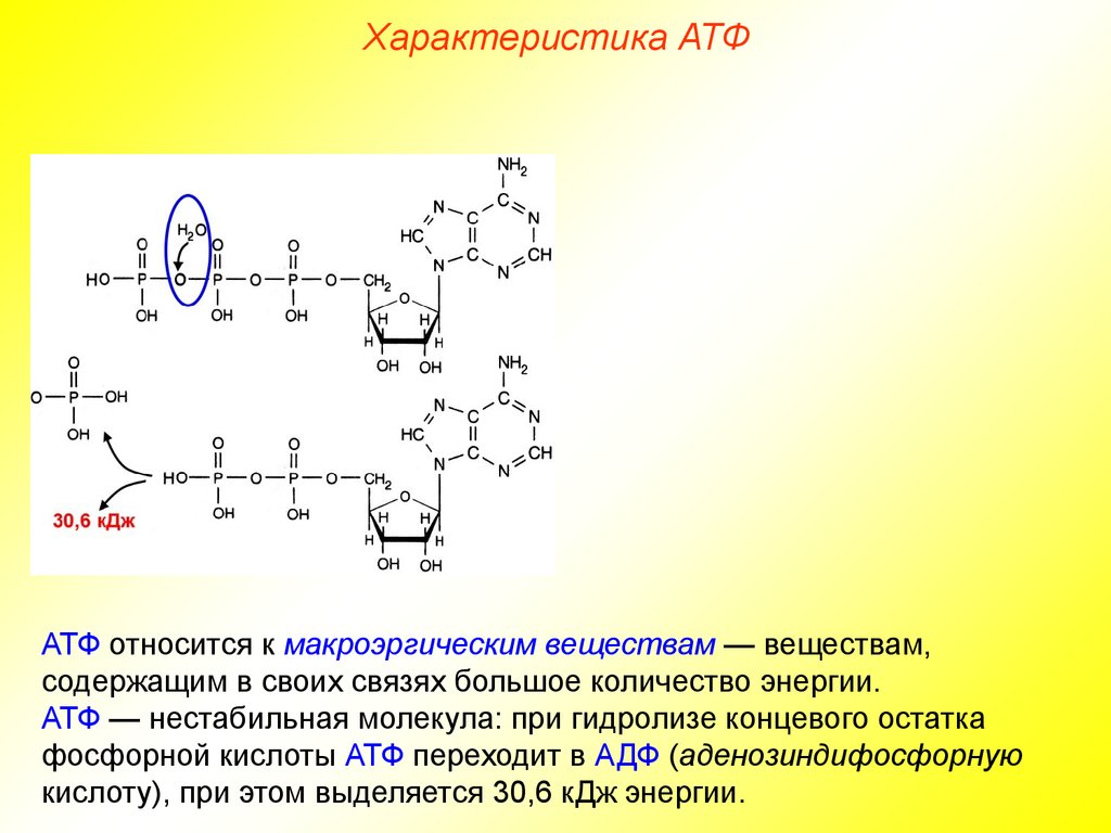 Атф какие связи. Аденозинтрифосфат рибонуклеиновая кислота. АТФ фосфорная кислота. Макроэргические связи в молекуле АТФ. Особенности АТФ.