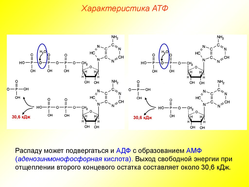 Остаток кислоты атф. Реакция распада АТФ. Гидролиз АТФ реакция. Расщепление АТФ до АДФ. Гидролиз АТФ до АДФ.