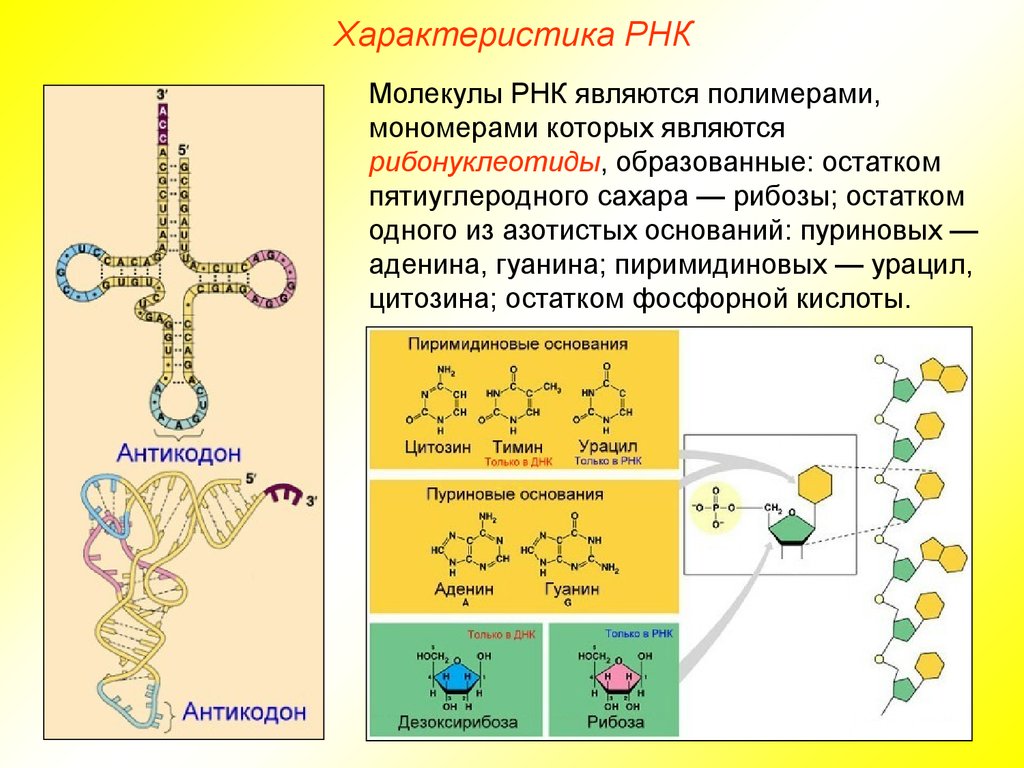 Молекула рнк построена. Строение полимера РНК. Характеристика строения РНК. Структура молекулы РНК. Функции молекулы РНК.