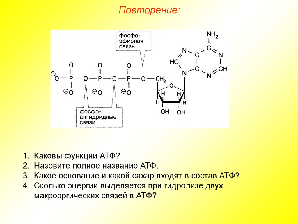 Макроэргические связи в молекуле атф. Ангидридная связь в АТФ. Макроэргические соединения АТФ. Гидролизирование АТФ. Энергия макроэргических связей АТФ.