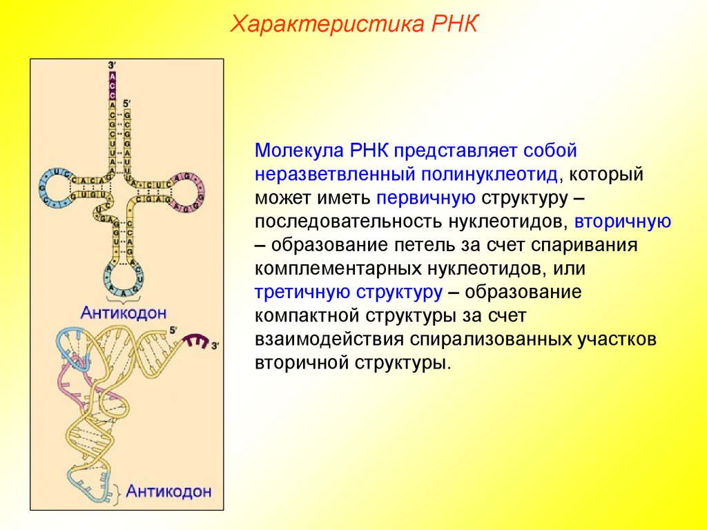 Система рнк. Характеристика рибонуклеиновая кислота РНК. Структура рибонуклеиновых кислот (РНК).. Рибонуклеиновая кислота РНК строение. Рибонуклеиновая кислота строение и функции.
