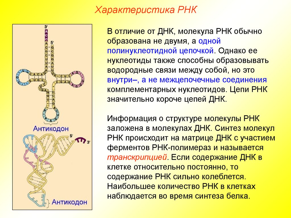 Рнк 8. Рибонуклеиновая кислота строение и функции. Молекула РНК. Цепь РНК строение. Параметры РНК.