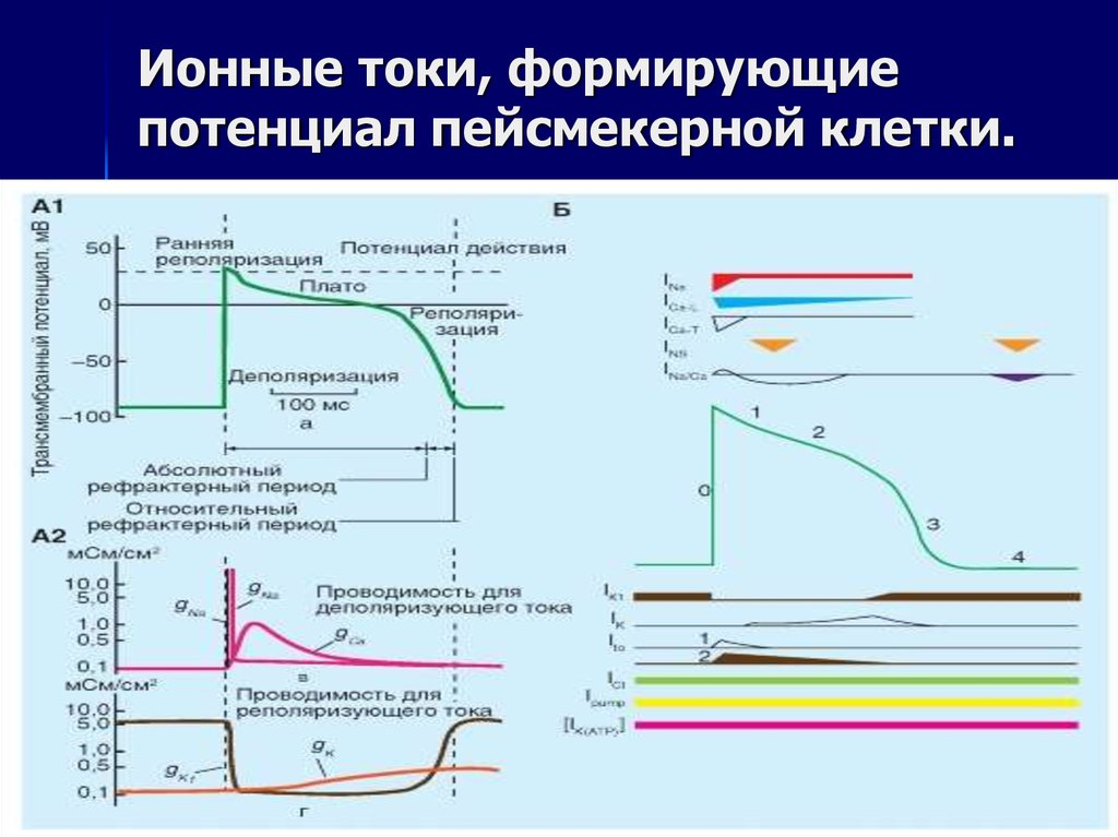 Потенциал действия пейсмекерных. Потенциал действия пейсмекерных кардиомиоцитов. Ионные механизмы Пд пейсмекерных клеток. Ионные токи кардиомиоцита. Фазы потенциала действия пейсмекерных клеток.