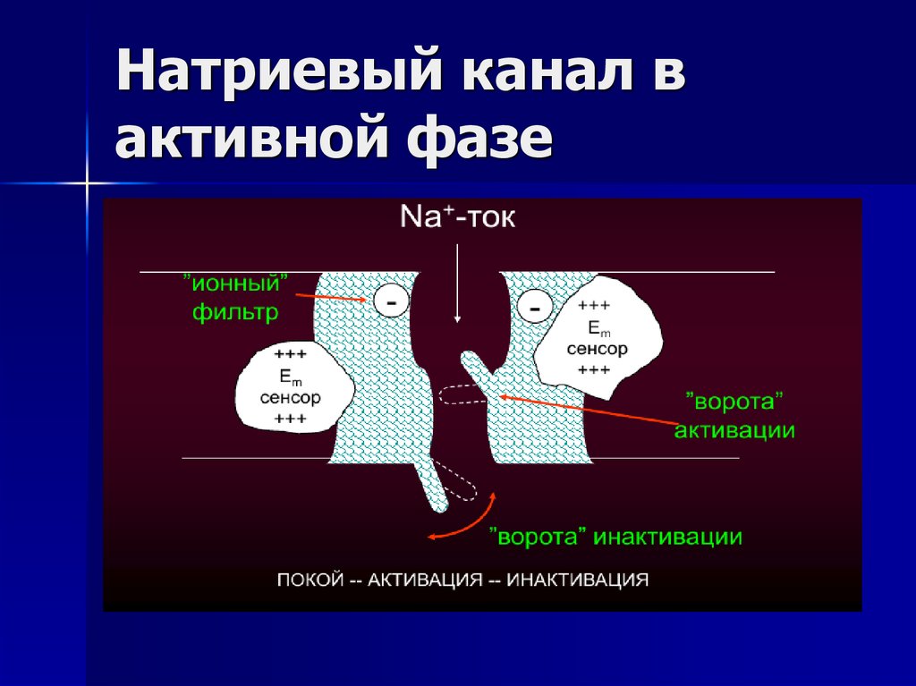 Натриевый канал в активной фазе