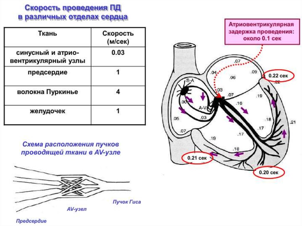 Физиология сердечно сосудистой системы