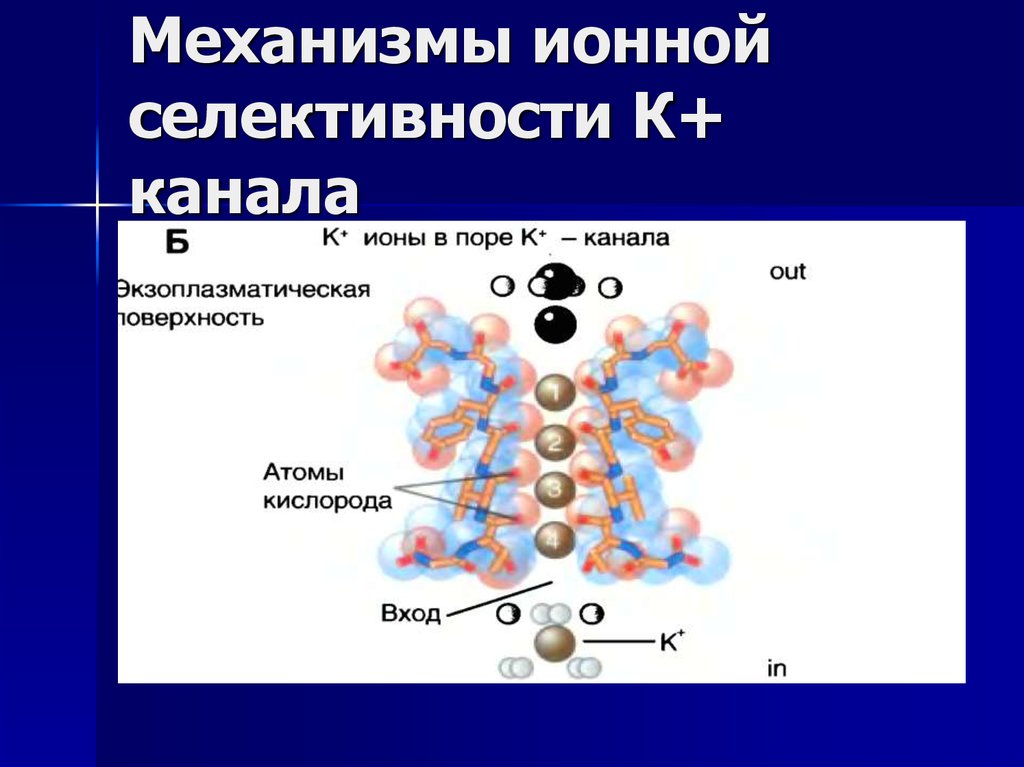 Ионный механизм. Механизмы ионной селективности. Селективность ионов это. Селективность ионных каналов.