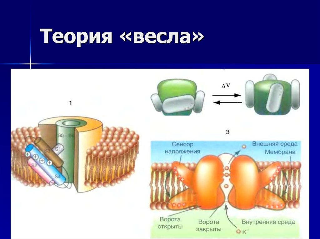 Теория «весла»