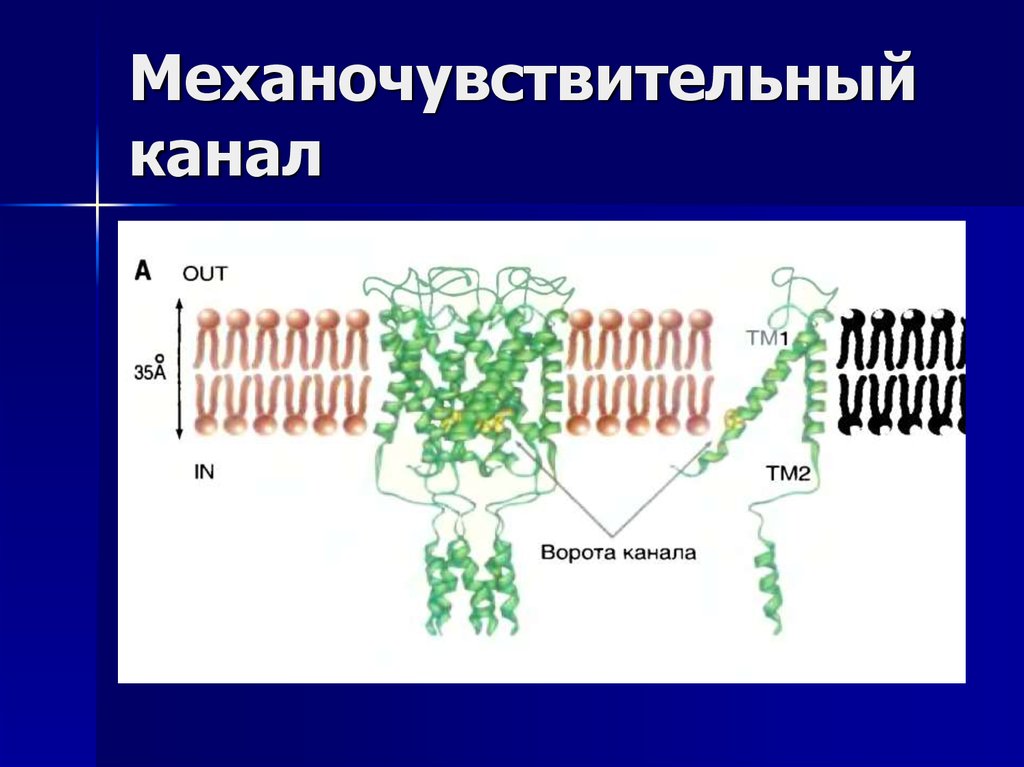 Механочувствительный канал