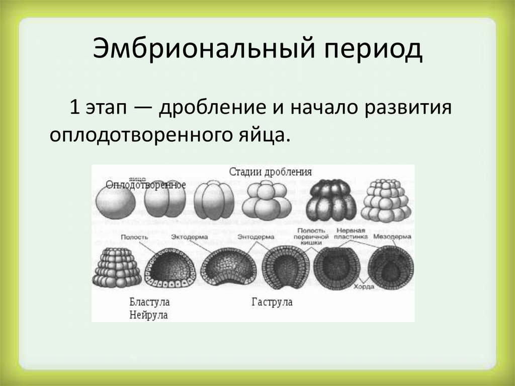 Эмбриональный период начинается с образования