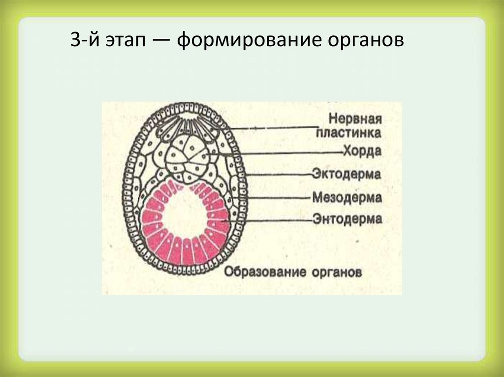 Гистогенез и органогенез рисунок