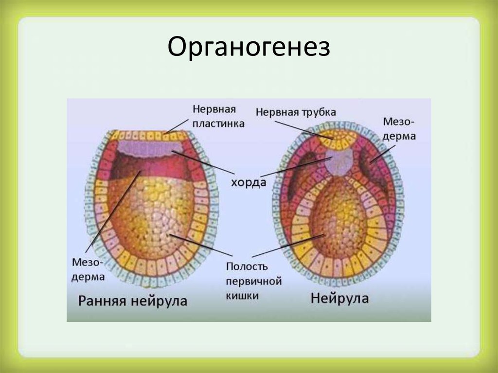 Нейрула описание и рисунок