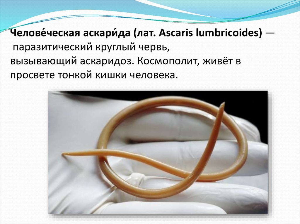 Человеческой аскаридой и человеком. Человеческая аскарида (Ascaris lumbricoides). Аскарида человеческая в человеке.