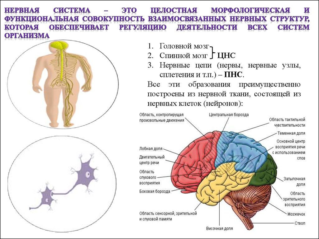 Функции головного мозга в нервной системе. Схема 12 систем организма. 12 Систем органов человека таблица. Основные системы организма и их функции. Сколько систем органов у человека.