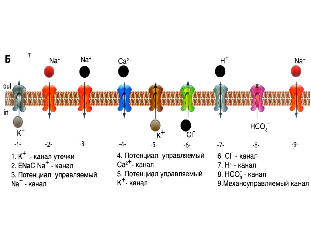 Потенциал клетки. Мембраны потенциал физиология. Величина мембранного потенциала нервной ткани. Понятие мембранного потенциала. Заряды на мембране физиология.