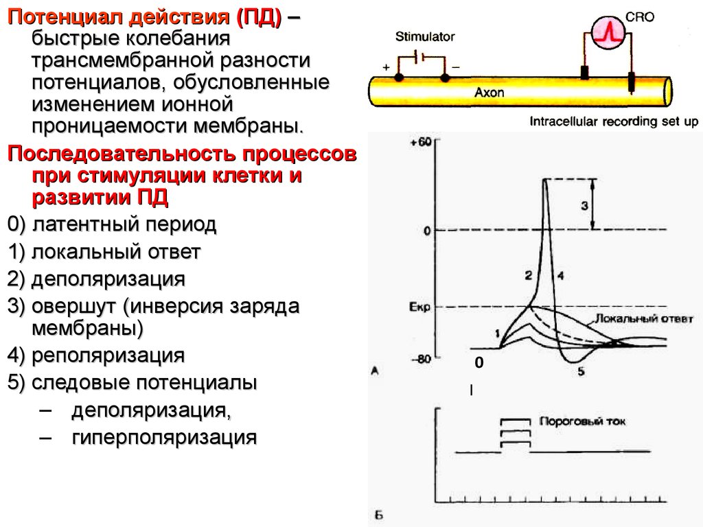 Потенциал действия. Трансмембранный потенциал покоя. Потенциал действия обусловлен. Формирование трансмембранного потенциала. Латентный период потенциала действия.