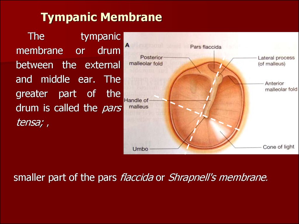 Clinical anatomy, physiology and methods of examination of the middle ...