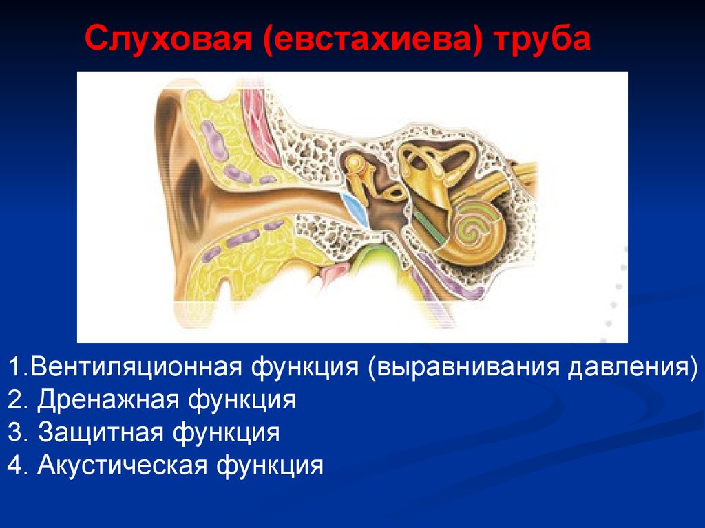 Особенности строения слуховой трубы какую функцию выполняет. Слуховая евстахиева труба функции. Функции слуховой евстахиевой трубы. Строение уха евстахиева труба. Евстахиева труба функции.