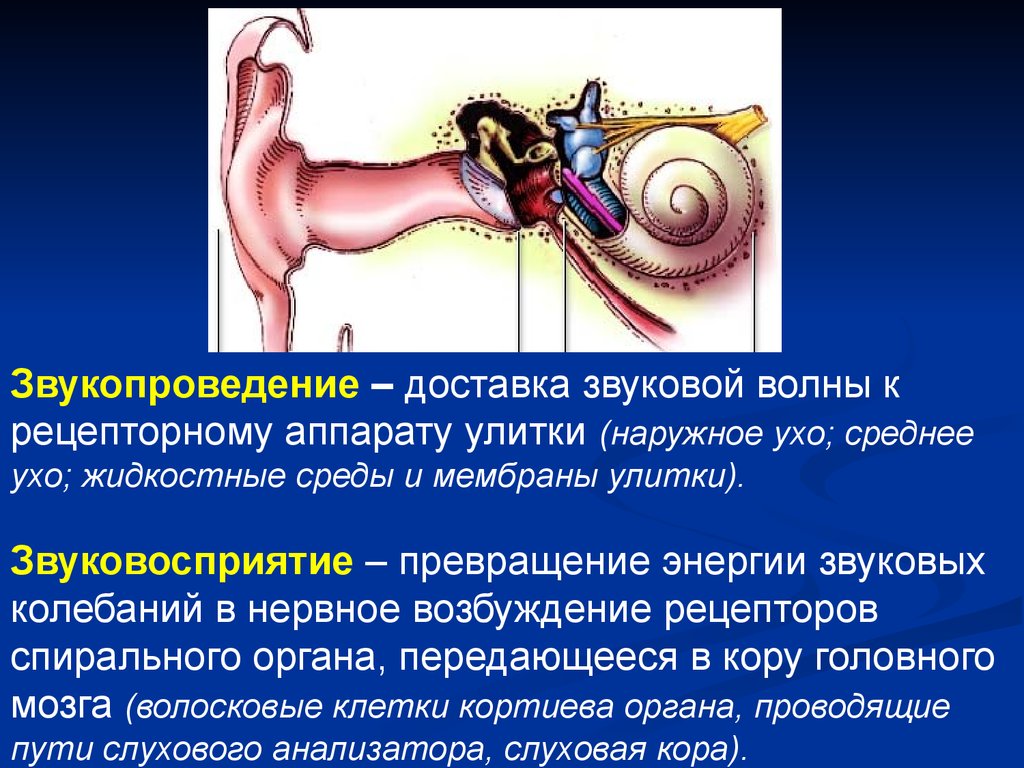 Рецепторный орган слуха. Звукопроводящая система слухового анализатора. Звуковоспринимающая функция слухового анализатора. Физиология слухового анализатора рецепторный. Функция улитки слухового анализатора.
