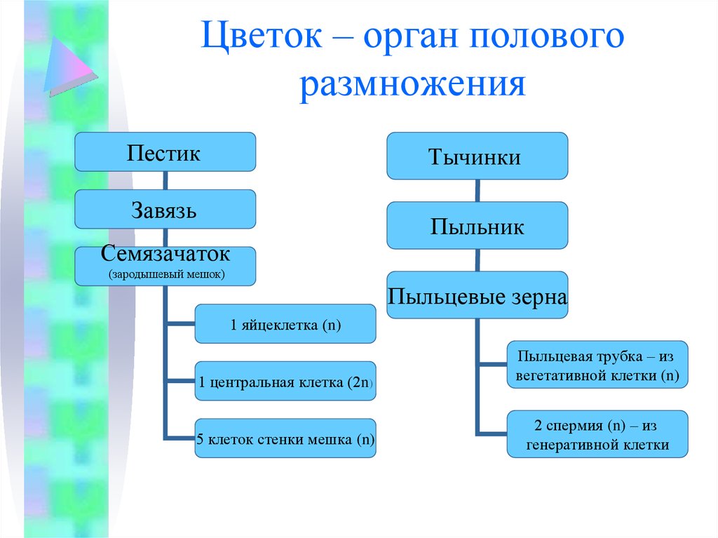 Цветок орган размножения