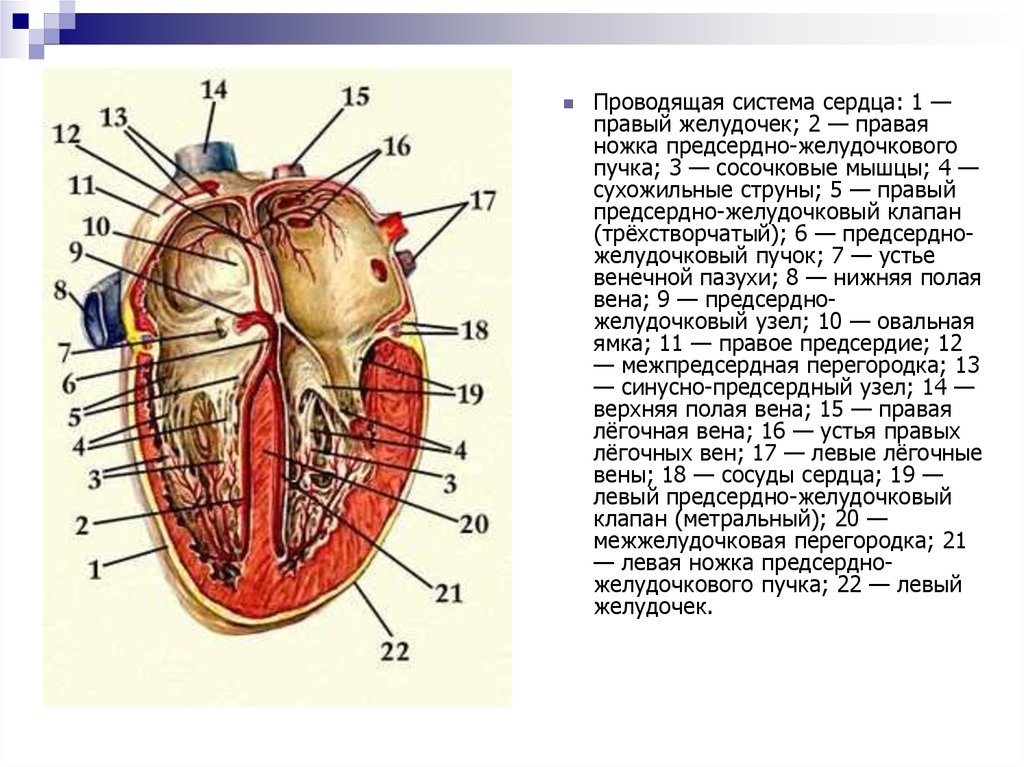 Правая ножка пучка. Проводящая предсердно-желудочковая система. Сосочковые мышцы сердца расположены. Предсердно-желудочковый узел открыт:. Сосочковые мышцы правого и левого желудочка.