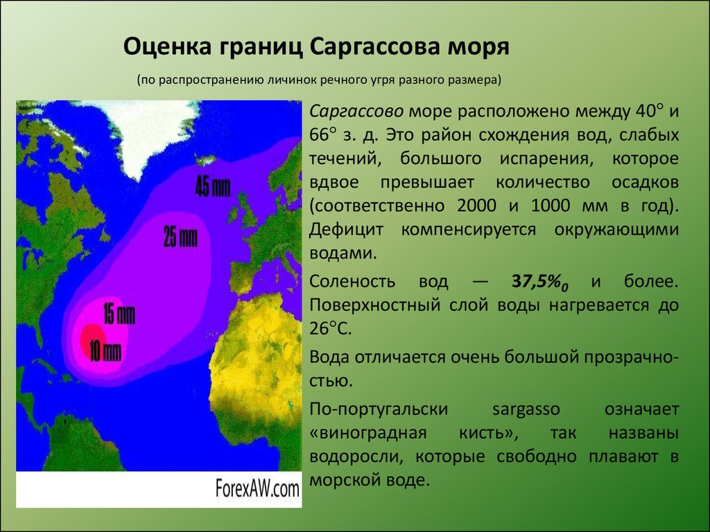 Оценка границ Саргассова моря (по распространению личинок речного угря разного размера)