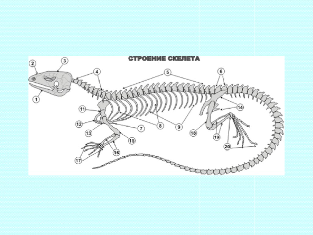 Схема строения p