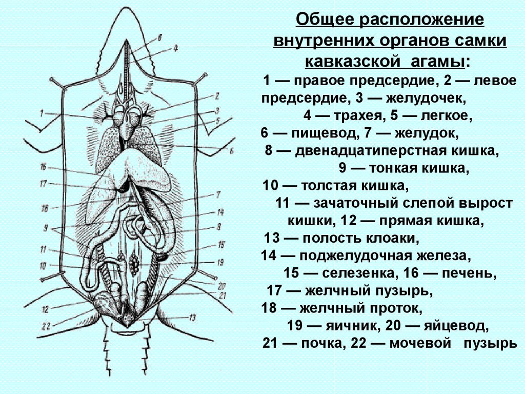 Строение ящерицы рисунок с подписями