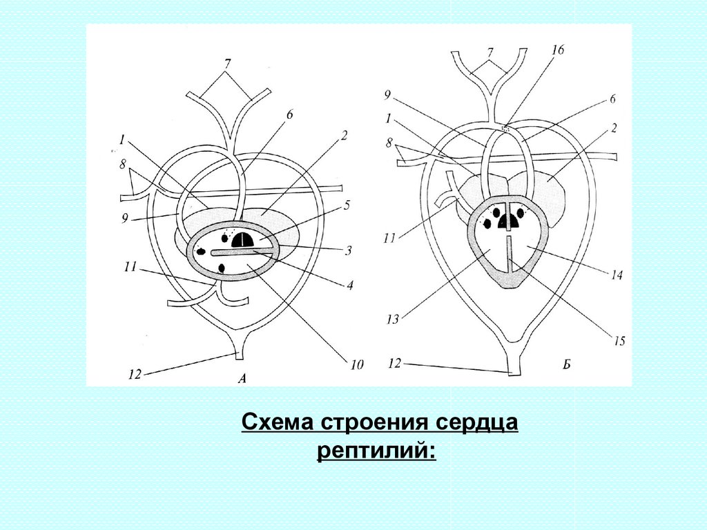 Схема сердца пресмыкающихся