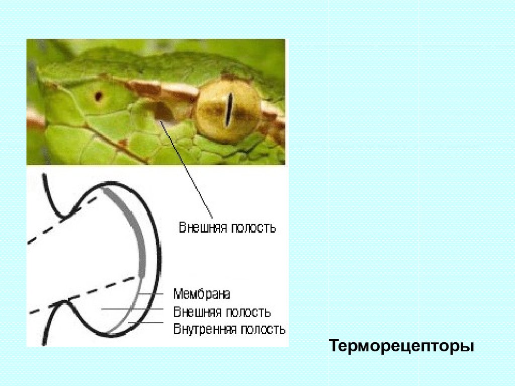 Полость внешне. Терморецепторы у рептилий. Терморецепторы у змей. Терморецепторы ящерицы. Терморецепторы питона.