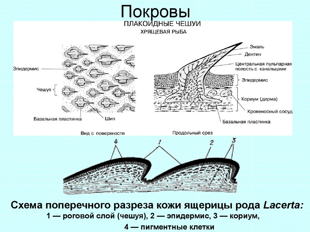 Сухая кожа с роговыми чешуями защищает тело