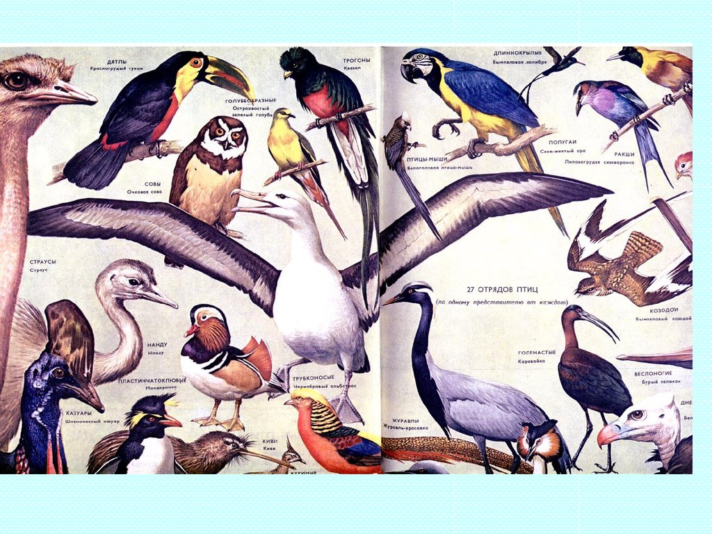 Что общего в организации птиц. Отряды птиц. Зоология птицы. Класс птицы отряды. Класс птицы Зоология.