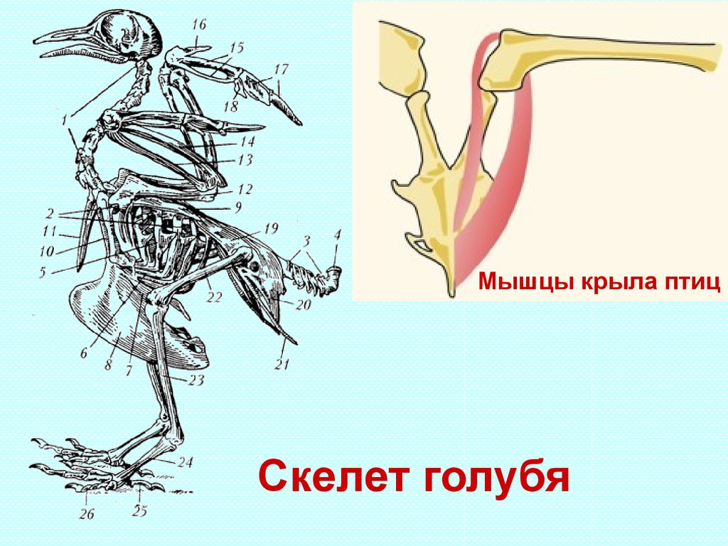 Скелет передней конечности птиц состоит из. Скелет голубя. Скелет птицы голубя. Пояса конечностей птиц. Скелет сизого голубя.