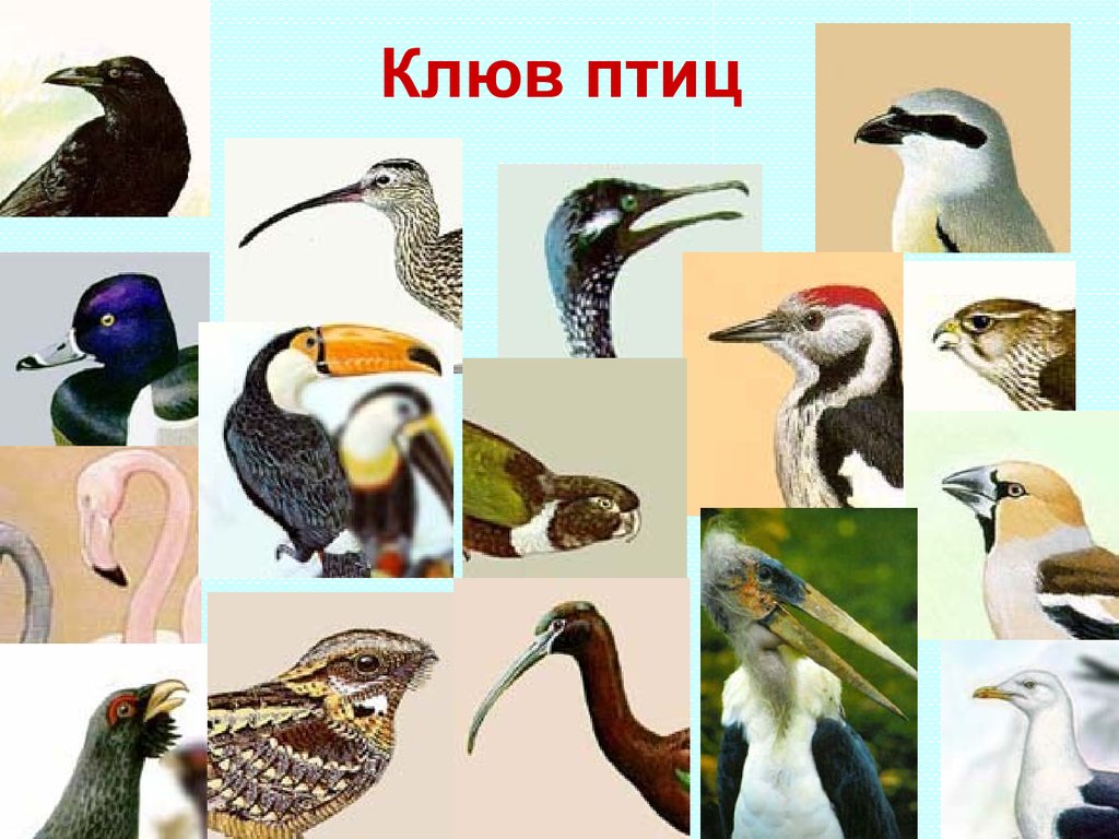 Проект клювы птиц. Клюв птицы. Различные клювы птиц. Разнообразие клювов птиц. Разная форма клювов.