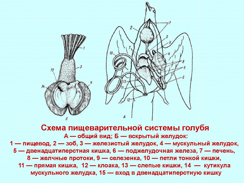 На схеме пищеварительной системы голубя мускульный желудок обозначен цифрой ответ