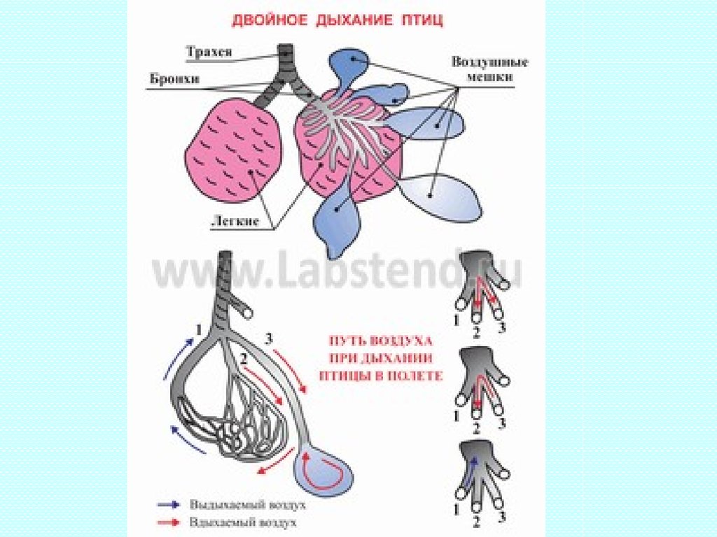 Двойное дыхание птицы схема