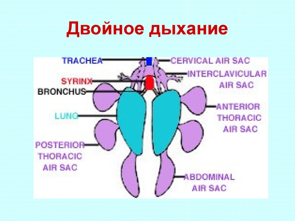 Наличие двойного дыхания