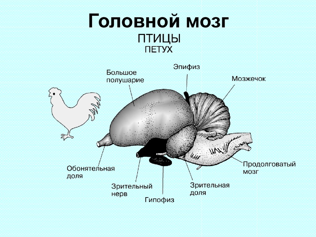 Изображение головного мозга птиц