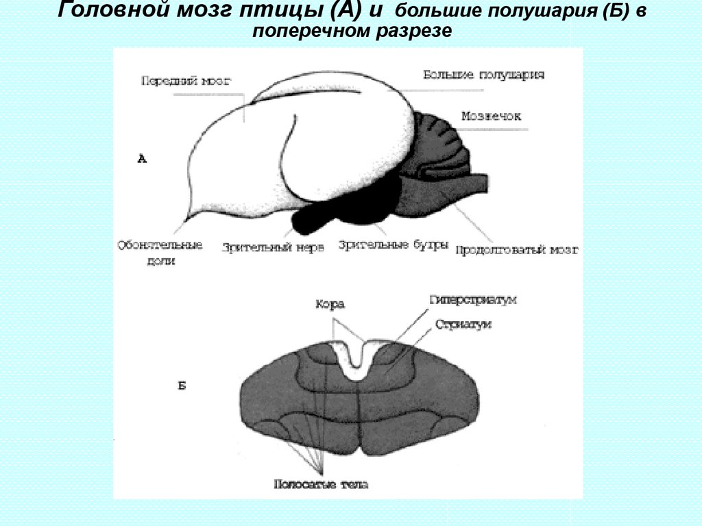 Головной мозг птицы рисунок