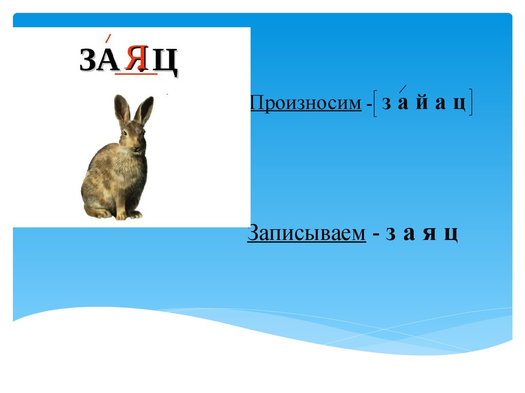 В слове заяц все согласные звонкие. Рассказ о слове заяц. Произносим слово заяц. Проект о слове заяц. Транскрипция слова заяц.