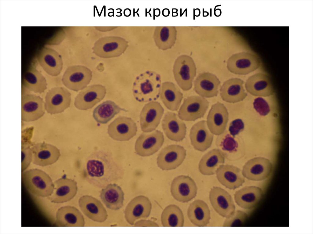 Мазок крови рыб