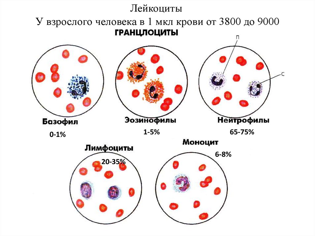 Лейкоциты У взрослого человека в 1 мкл крови от 3800 до 9000