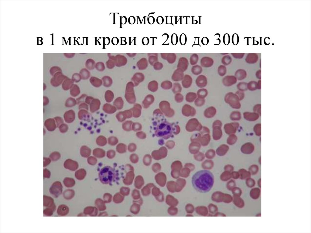 Тромбоциты в мазке крови фото