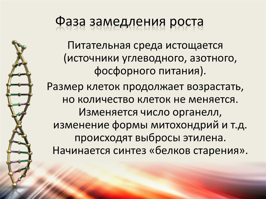 Замедление роста