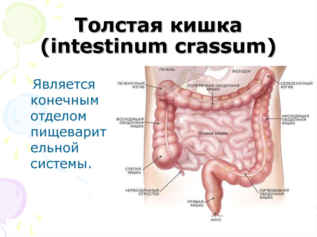 Слепая кишка короткая. Ободочная толстая кишка анатомия. Отделы толстой кишки ободочная кишка. Толстая кишка (слепая и ободочная). Толстая кишка intestinum crassum.