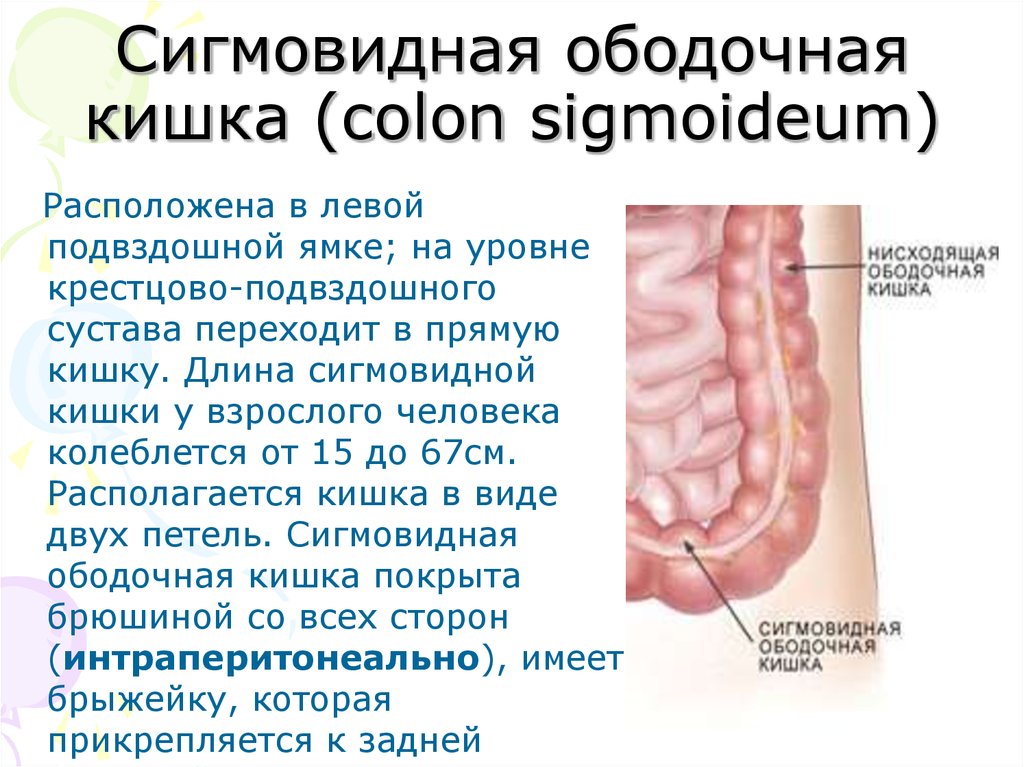 Толстая Кишка Где Находится Фото