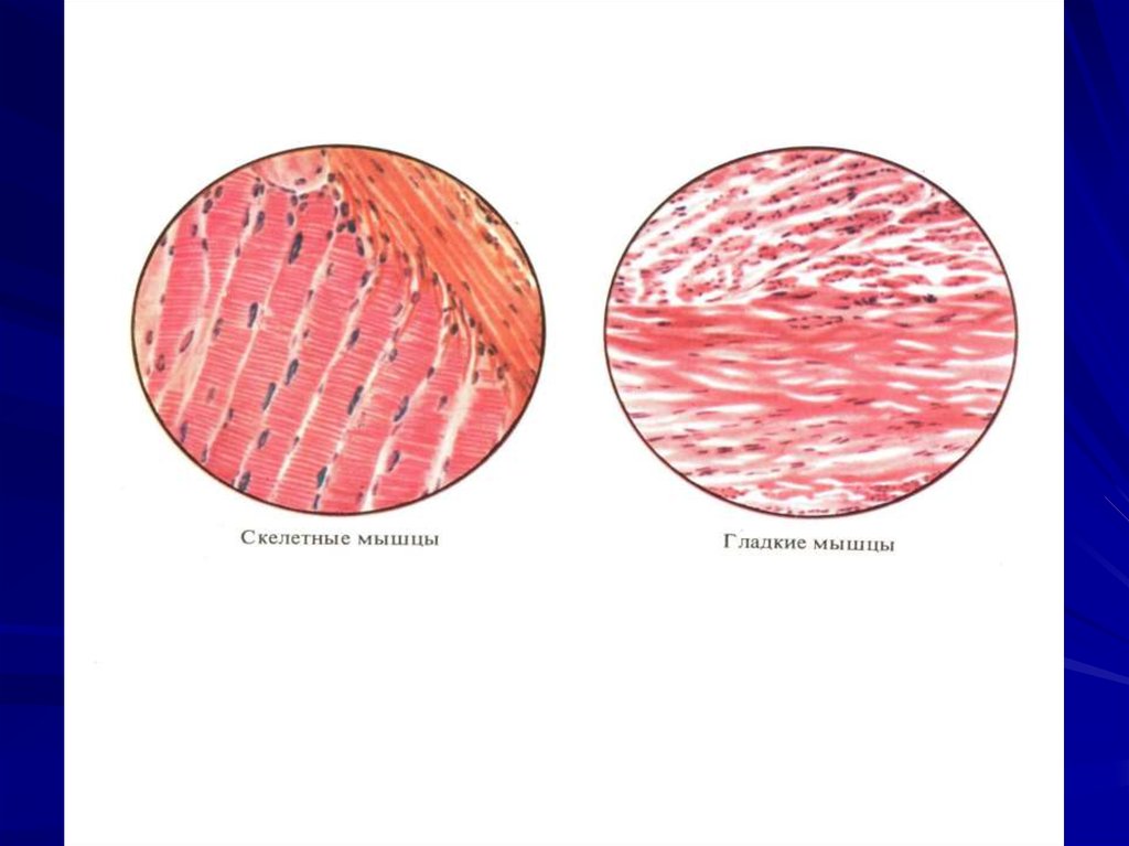 Клетки гладкой мускулатуры сокращаются. Гладкая и Скелетная мышечная ткань. Скелетные и гладкие мышцы физиология. Гладкая мускулатура и Скелетная мускулатура. Гладкая мышечная ткань физиология.