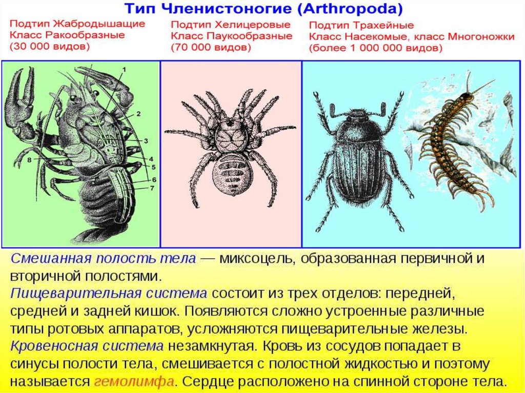 Представители типа членистоногие. Тип Членистоногие подтипы и классы. Тип Членистоногие схема. Тип Членистоногие Arthropoda. Тип Членистоногие представители.