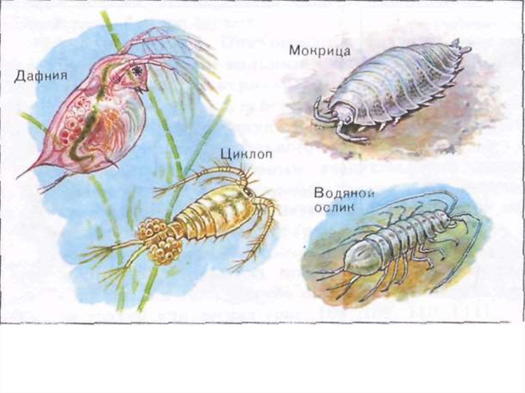 Представители класса ракообразные. Ракообразные дафния и Циклоп. Ракообразные представители. Представители типа ракообразные. Представители членистоногих ракообразные.