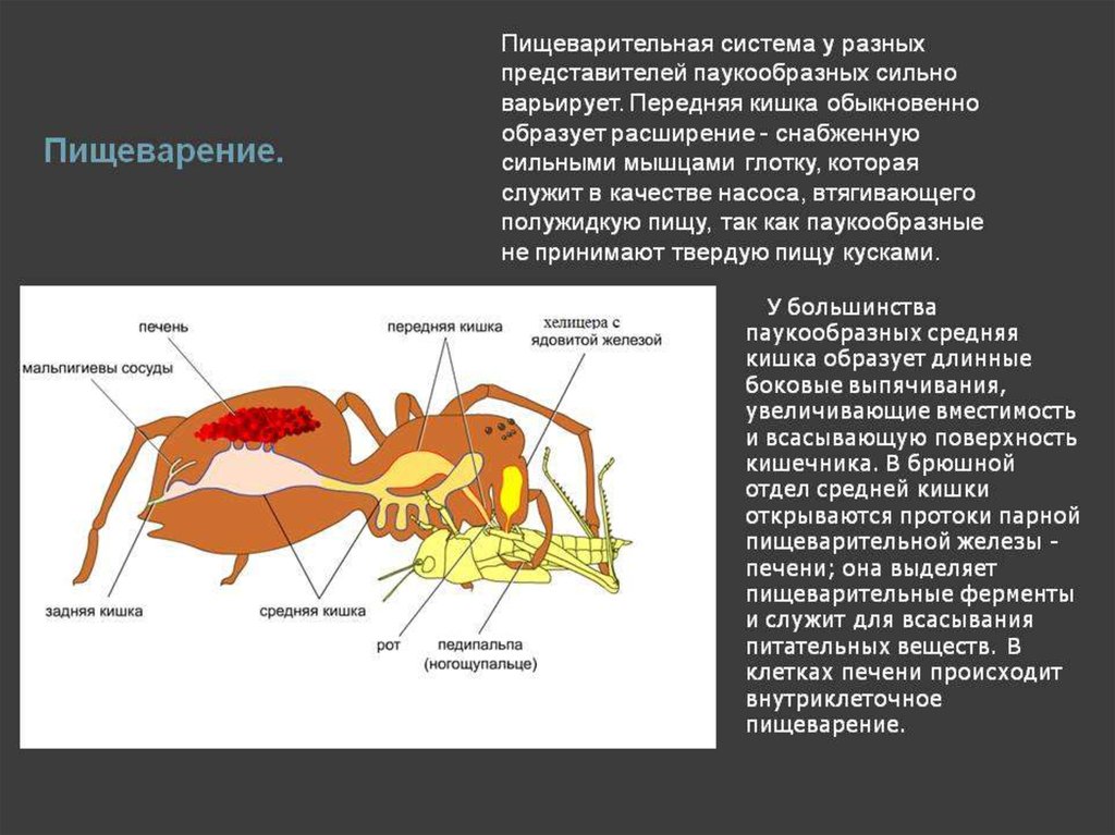 Паукообразные 7. Пищеварительная система паукообразных 7. Пищеварительная система паука. Пищеварит система паукообразных. Пищеварительная система паукообразных 7 класс.